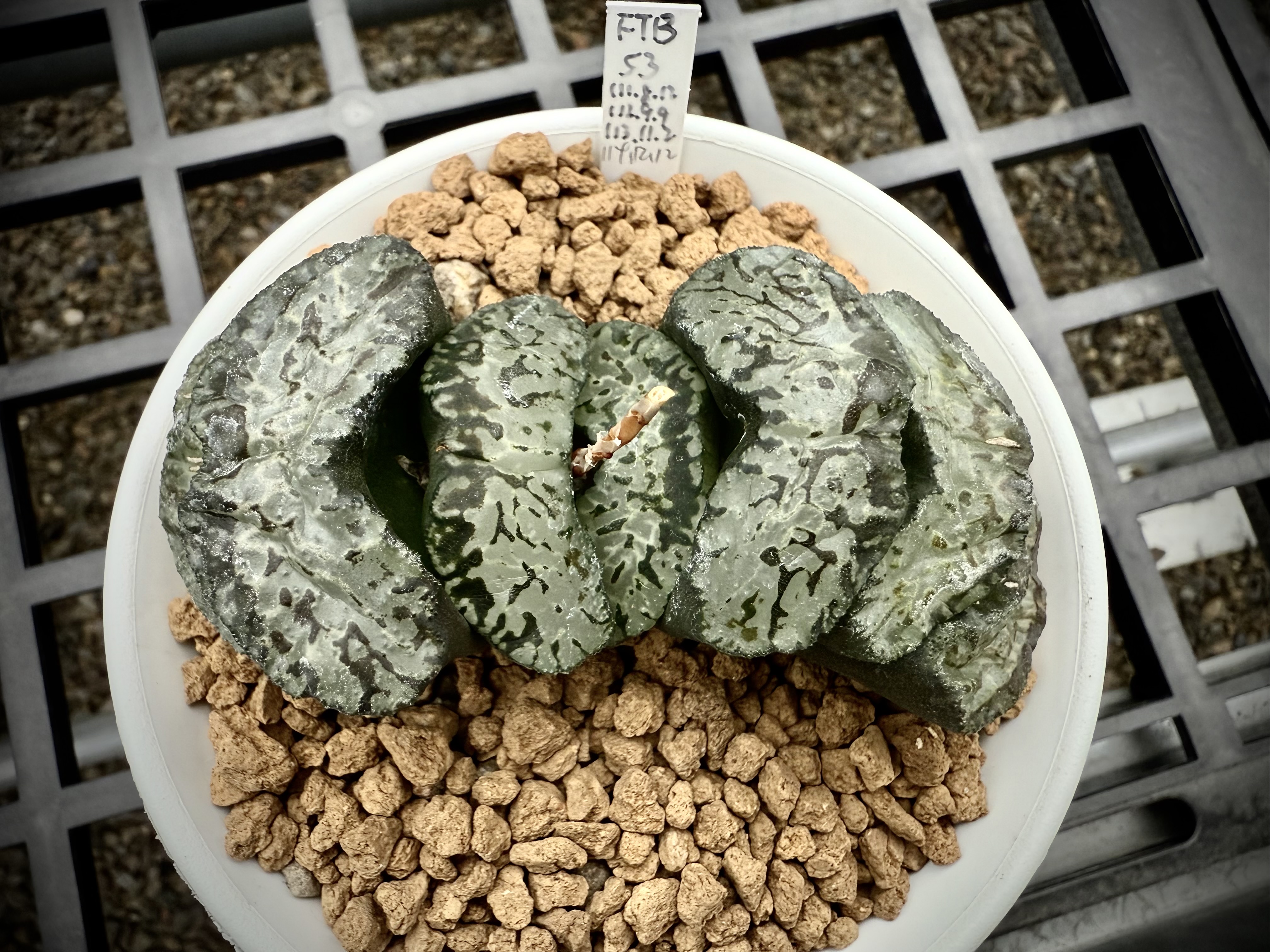 海盆植瓦